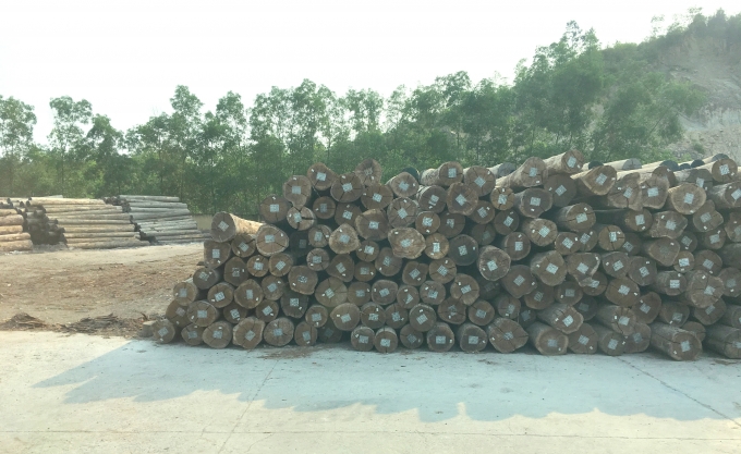 17033499a2-170334.jpg Gỗ rừng trồng từ 8 năm tuổi trở lên hiện đang rất hút hàng.
