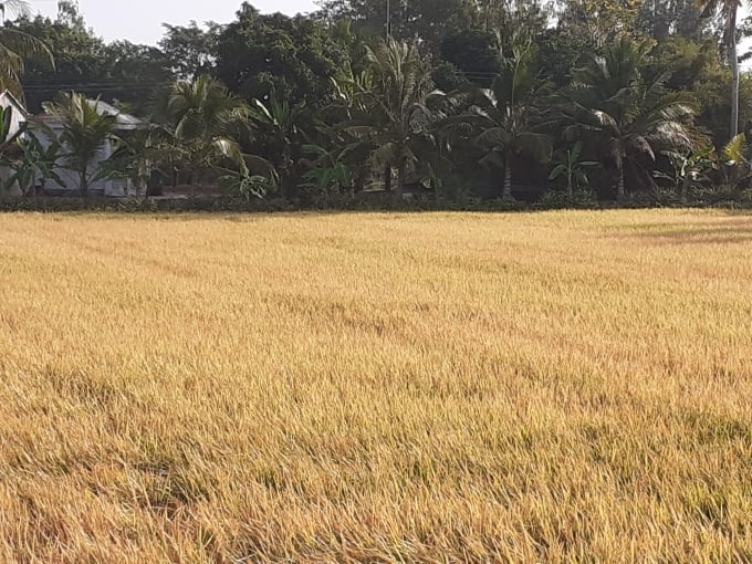 170424191-170424.jpg Ruộng lúa nhiễm bệnh vàng lá chín sớm.