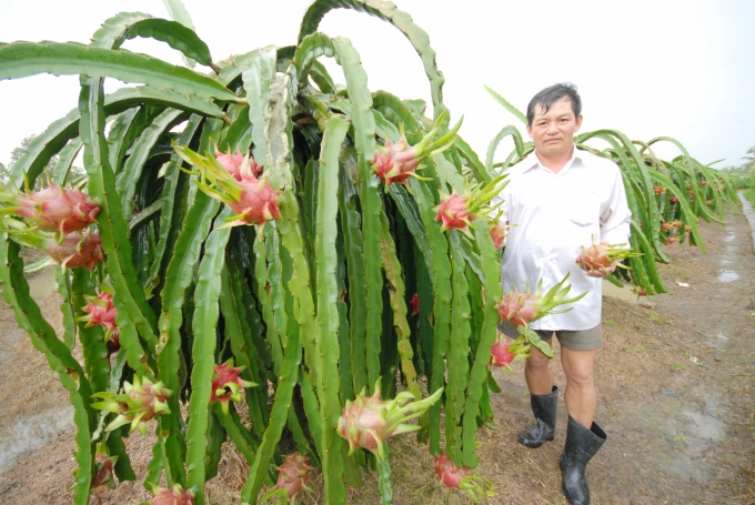 Người trồng thanh long ở Đồng Tháp vui mừng vì giá đang tăng trở lại. Ảnh: Lê Hoàng Vũ.