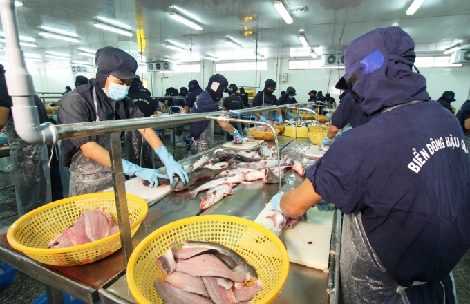 11033419cong_ty_bien_dong_co_vung_nuoi_va_che_bien_ca_tra_xk_sang_my_-_anh_ndt-110334.jpg Công ty Biển Đông chế biến cá tra.