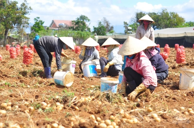 watermark_nong-dan-lien-ket-doanh-nghiep-san-xuat-khoai-tay-2106_20200212_959.jpg Cây khoai tây phù hợp khí hậu, thổ nhưỡng ở vùng Đơn Dương nên cây phát triển mạnh, năng suất cao. Ảnh: Minh Hậu.