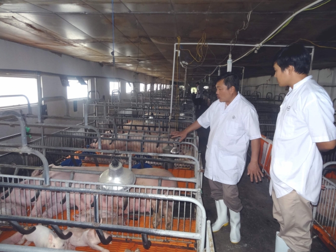 Một trại heo ở huyện Củ Chi, TP HCM.