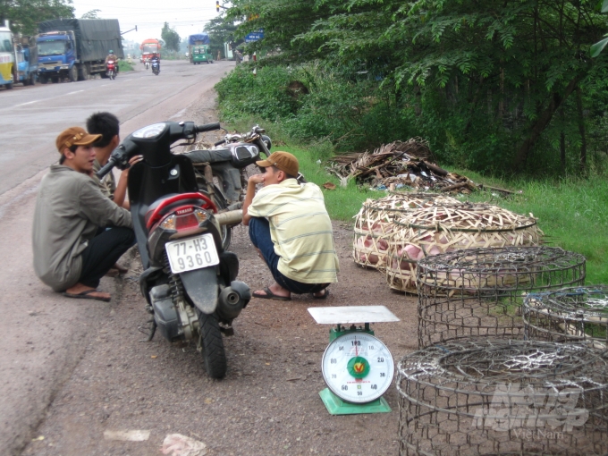 Heo giống chuyển từ địa phương này sang địa phương khác phải có xác nhận của Trung tâm Dịch vụ nông nghiệp huyện. Ảnh: Vũ Đình Thung.