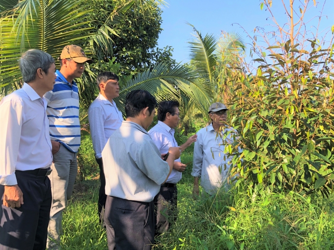 han-man-khoc-liet-thue-sa-lan-cho-nuoc-ngot-cuu-vuon-cay-1630_20200220_465.jpg Đoàn bác sĩ cây trồng xuống khảo sát vườn cây ăn trái tại vùng bị hạn mặn Bến Tre. Ảnh: Minh Sáng.
