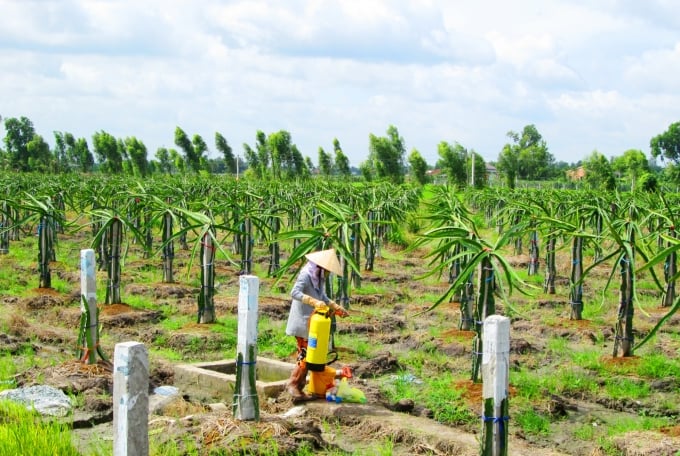 phat-trien-ben-vung-cay-an-trai-vung-dbscl-1356_20200220_318.jpg Trồng thanh long ở Long An. Ảnh: Lê Hoàng Vũ.