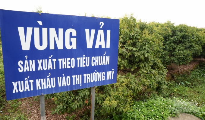 Nhiều diện tích vải thiều của Hải Dương đã được cấp mã số vùng trồng xuất khẩu đi Mỹ, Úc, EU. Ảnh: Kế Toại. 