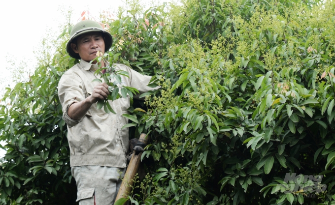 Người dân cắt tỉa cành lộc giúp cây vải tập trung dưỡng chất nuôi hoa, quả. Ảnh: Kế Toại.