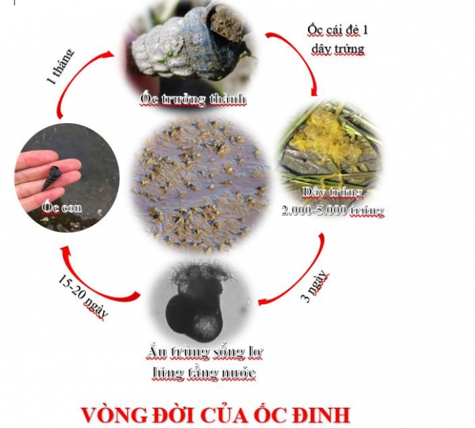 anh-2-dong-doi-phat-trien-oc-dinh-1635_20200225_361.jpg Vòng đời phát triển ốc đinh.