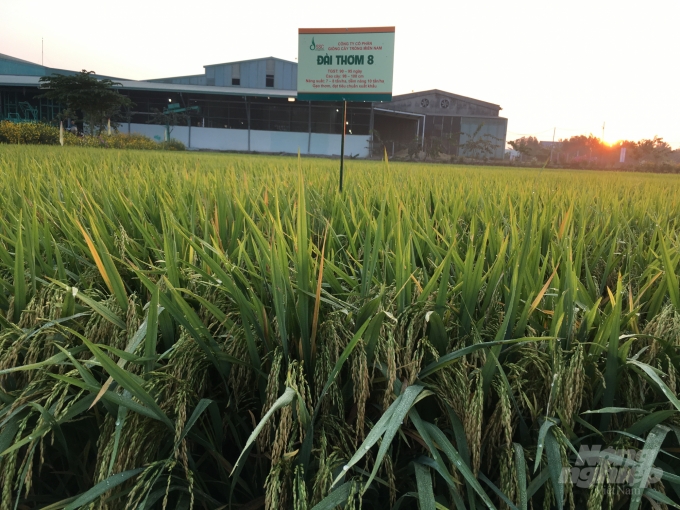 Ưu tiên sản xuất các giống lúa thơm chất lượng cao, được thị trường ưa chuộng và thích ứng với biến đổi khí hậu như Nàng Hoa 9, Đài Thơm 8, RVT, OM 5451, OM 7347, DS 1, Lộc Trời 1, Lộc Trời 18, hay các giống lúa thích ứng với hạn mặn như ST 24, ST 25… Ảnh: Trọng Linh.