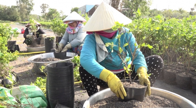 Nông dân vào vụ hoa sau Tết nên nhu cầu phân rơm tăng cao
