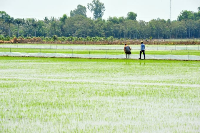 Mô hình này giúp nông dân giảm chi phí và tăng lợi nhuận ít nhất được 20%. Ảnh: Lê Hoàng Vũ.
