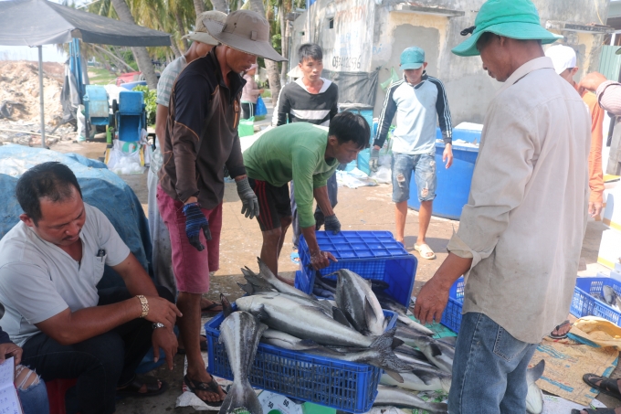 20190923124541_img_1275-0858_20200309_377.jpg Để người nuôi cá bớp phát triển bền vững, cần sử dụng vacxin để phòng bệnh mù mắt. Ảnh: Kim Sơ.
