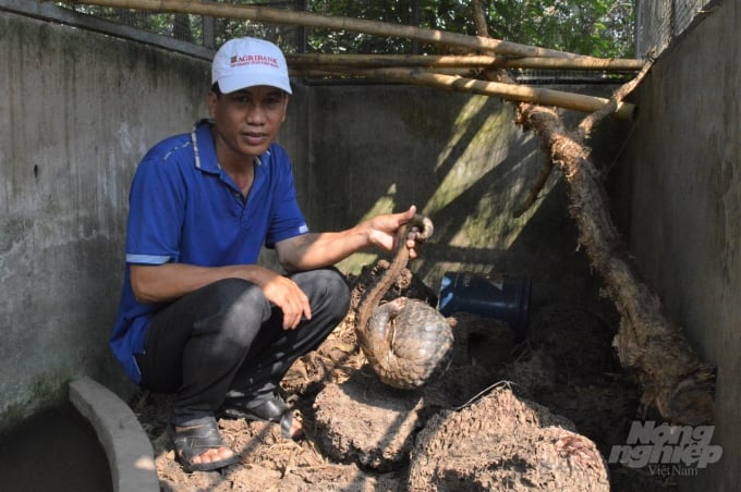 Tê tê đang được cứu hộ tại Trung tâm cứu hộ, bảo tồn và phát triển sinh vật của Vườn quốc gia U Minh Thượng do bị săn bắt, buôn bán trái phép. Ảnh: Trung Chánh.