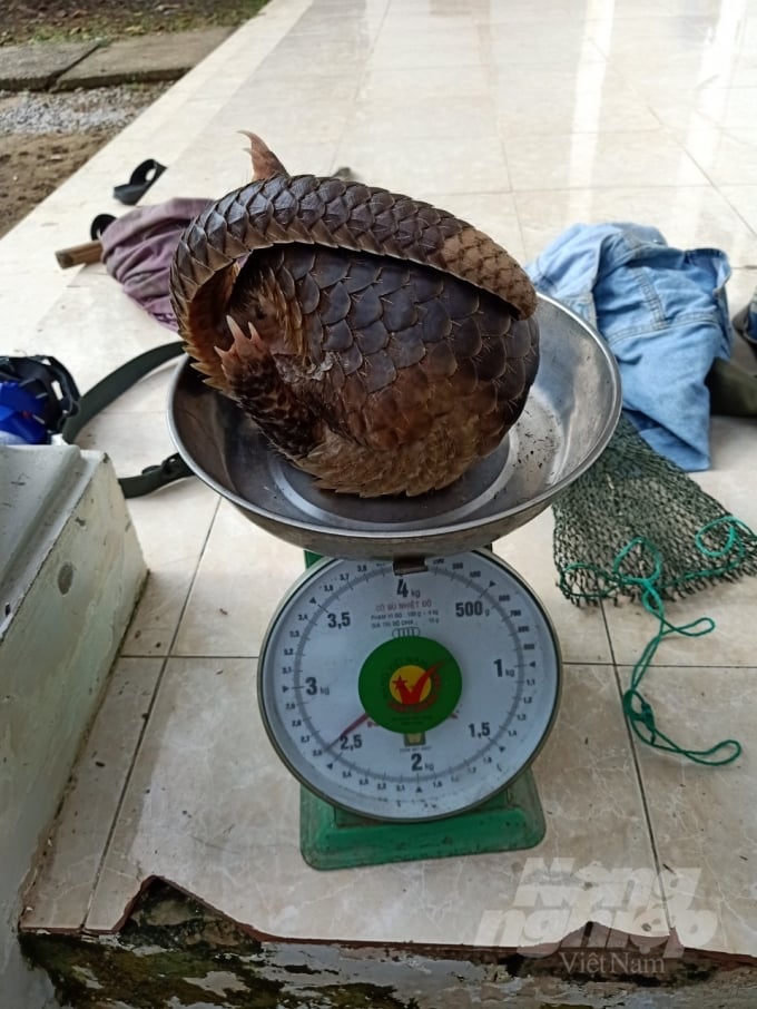 Giá bán tê tê trên thị trường chợ đen hiện nay rất cao, một ký tương đương 1 chỉ vàng, chính vì vậy nhiều đối tượng vẫn lén lút săn bắt, dù biết có thể bị phạt tù. Ảnh: Trung Chánh.