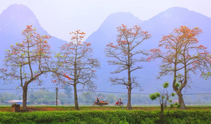 nho-mua-hoa-thang-ba-1247_20200330_472.jpg Vẻ đẹp bình dị của hoa gạo. Ảnh: Cao Anh Tuấn.
