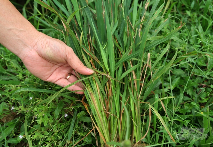 Nhìn chung tỷ lệ đạo ôn cổ bông trên lúa lúc này chưa nhiều. Ảnh: Việt Khánh.