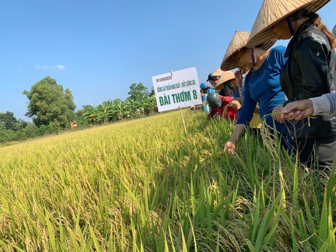 Giống lúa Đài Thơm 8 có năng suất, chất lượng cao được người nông dân Tây Nguyên ưa chuộng. Ảnh: Ngọc Khanh.