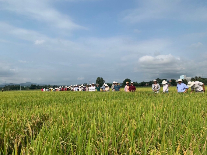 Hiện Đài Thơm 8 đã 