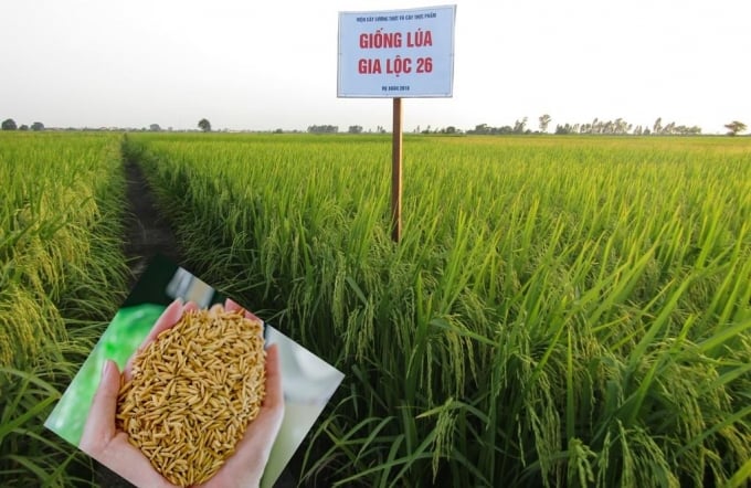08170313giong_lua_gl26-081703.jpg Giống lúa Gia Lộc 26 cho năng suất cao, chất lượng khá.