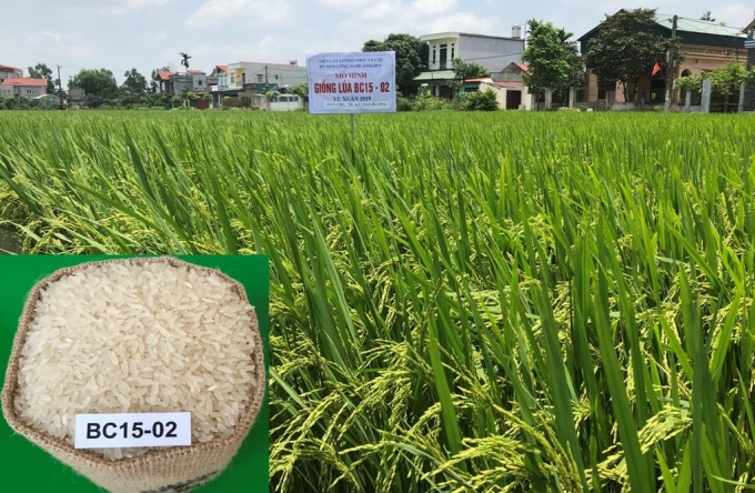 08170659giong_lua_bc15-2-081706.jpg Giống lúa BC15-02 kháng đạo ôn tốt.