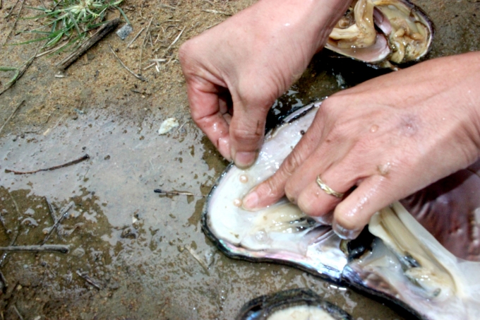10380615trai_nuoi_duoc_gan_mot_nam_bat_dau_cho_ngoc_de-103806.jpg Kiểm tra tình hình phát triển của con trai bản địa đã cấy nhân.