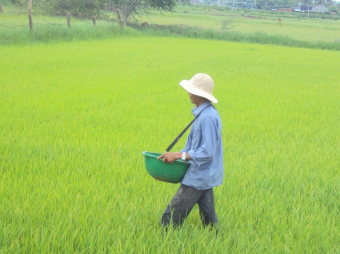 b-5-1037_20200405_706.jpg Chuyển sang 2 vụ lúa để nâng cao năng suất. Ảnh: Đình Thung.