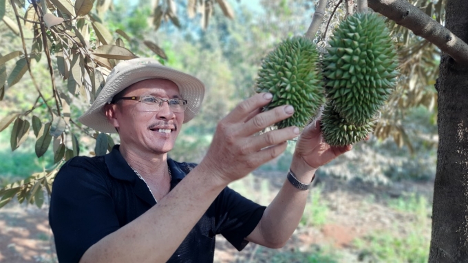 Ông Trần A Xám phấn khởi bên vườn sầu riêng trong giai soạn kinh doanh sai quả nhờ canh tác theo hướng hữu cơ bền vững. Ảnh: Trần Trung.