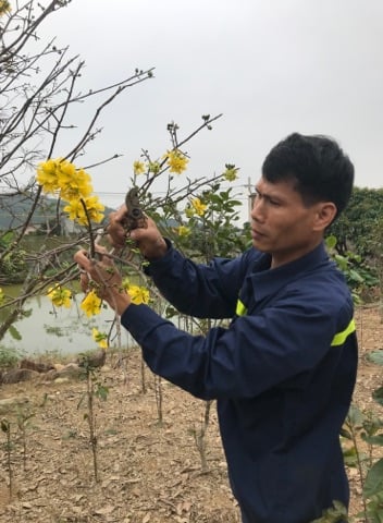1523025287292972_177163106916417_936464292578852864_n-152302.jpg Anh Khoái cắt tỉa cành khô trên cây mai vàng Yên Tử nở rộ.