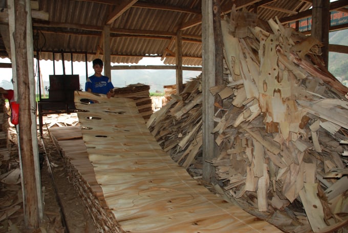 16220149a3-162201.jpg Cơ sở chế biến gỗ ván bóc. Ảnh: Thái Sinh.