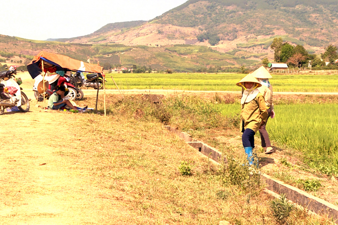 08320334anh_mot_so_ho_dan_xa_to_tung_dung_lan_trai_tam_thuc_dem_cho_nuoc_de_cuu_dien_tich_lua_dang_tro_don-083203.jpg Một số hộ dân xã Tơ Tung dựng lán trại tạm, thức đêm chờ nước để cứu diện tích lúa đang trổ đòng.