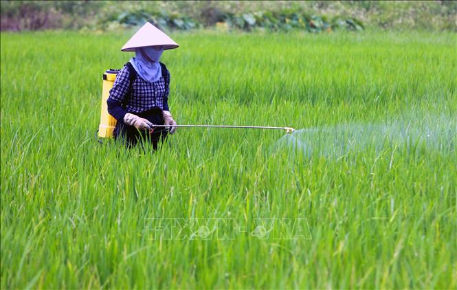 16523516phun-thuoc-165235.jpg Nông dân phun trừ thuốc BVTV phòng trừ đạo ôn. Ảnh: TTXVN.