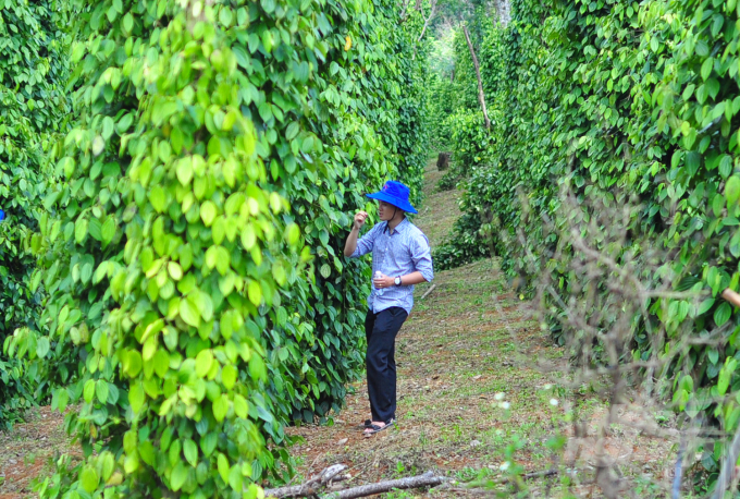 Vườn hồ tiêu được sản xuất theo quy trình hữu cơ nên cây tươi tốt, kháng bệnh cao. Ảnh: Minh Hậu.
