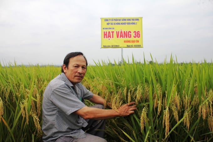 Vụ ĐX 2019 - 2020, người dân địa phương đánh giá giống đạt năng suất hơn 90 tạ/ha. Ảnh: Lê Khánh.