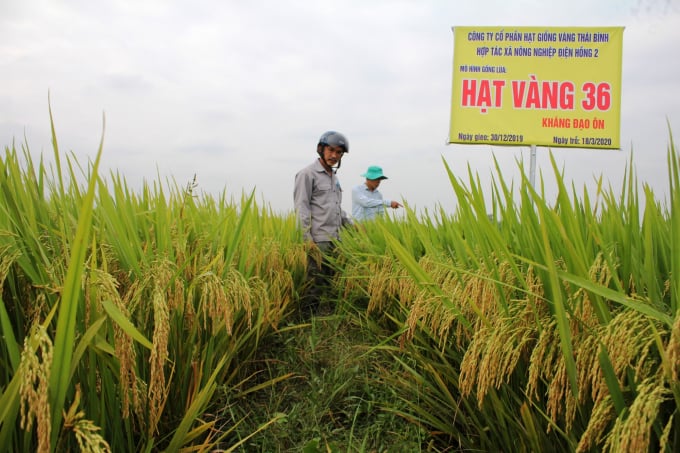 Lúa Hạt vàng 36 có bông dài, tỷ lệ hạt trên bông cao, hạt lép ít, ít nhiễm sâu bệnh, chống đỗ ngã tốt. Ảnh: Lê Khánh.