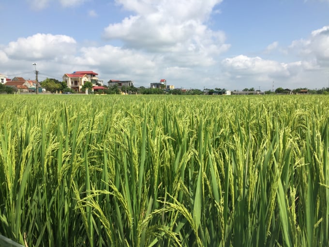 18331482anh_2-183314.jpg Hạt vàng 36 cho năng suất rất cao, không bị sâu bệnh.