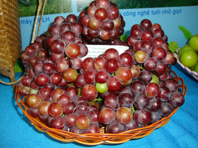 Nho Ninh Thuận sức tiêu thụ giảm.