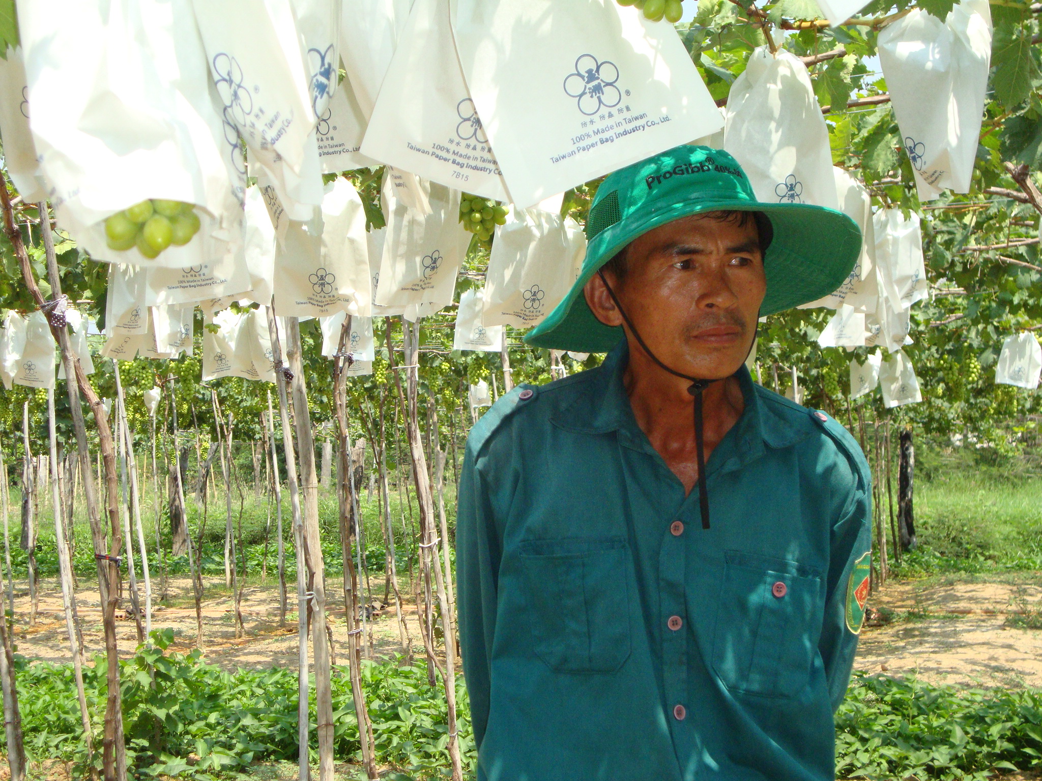 Người trồng nho thu nhập giảm vì Covid-19.