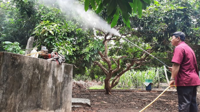 Ông Trần Tuấn Dũng chăm bẵm vườn nhãn sạch của gia đình. Ảnh: Trần Trung.