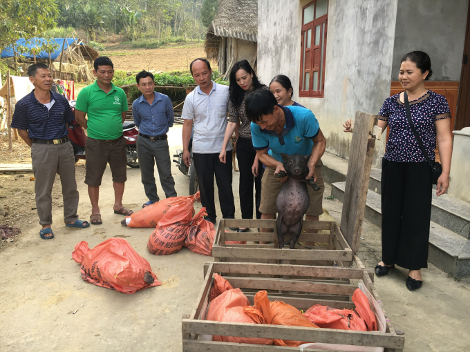 11171442ban_giao_lon_mo_hinh-111714.jpg Bàn giao con giống cho hộ tham gia mô hình.