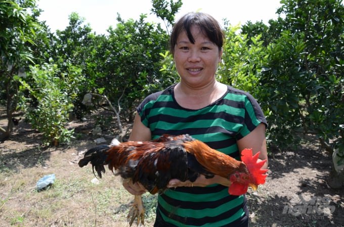 Mô hình gà Mía thả vườn. Ảnh: Dương Đình Tường.