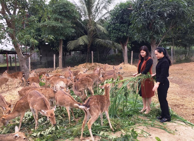 Khách tham quan trại hươu.