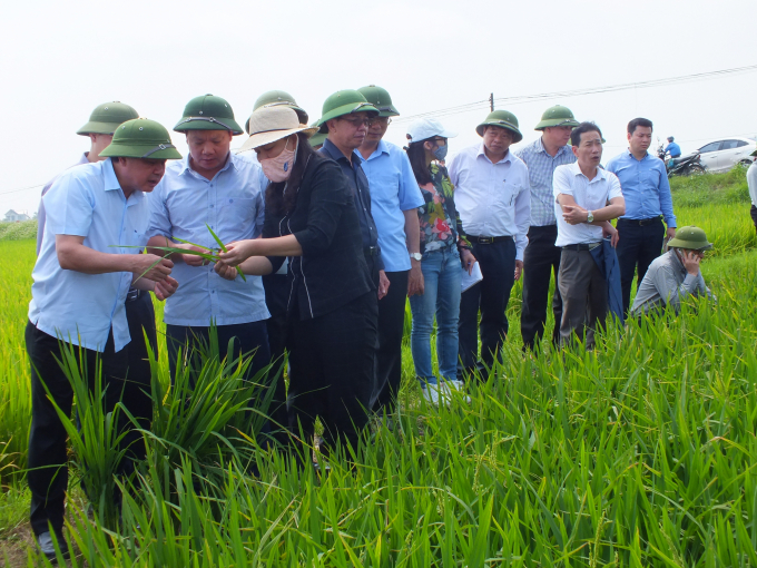 Thứ trưởng Lê Quốc Doanh (ngoài cùng bên trái) cùng lãnh đạo tỉnh Thái Bình kiểm tra tình hình sâu bệnh trên lúa. Ảnh: Lê Bền.
