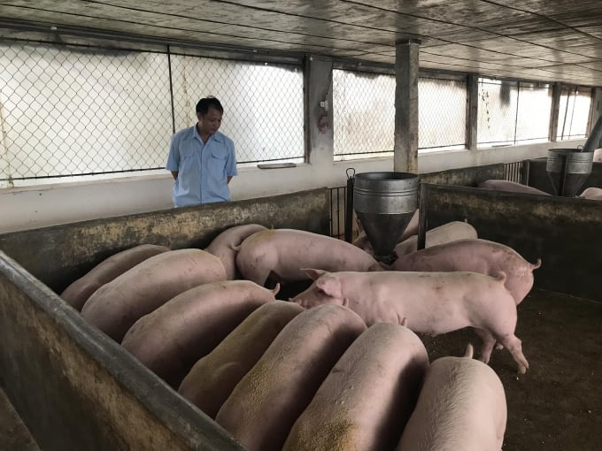 Xây dựng vùng cơ sở an toàn dịch bệnh theo phương châm quản lý dịch bệnh tận gốc sẽ đảm bảo hướng tái đàn lợn ổn định, bền vững. Ảnh: Đồng Văn Thưởng.