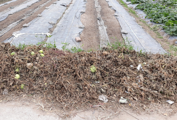 Nhiều gia đình đã phải nhổ bỏ cây dưa, dọn sạch lá rụng, quả non và đưa lên bờ. Ảnh: Mai Chiến.