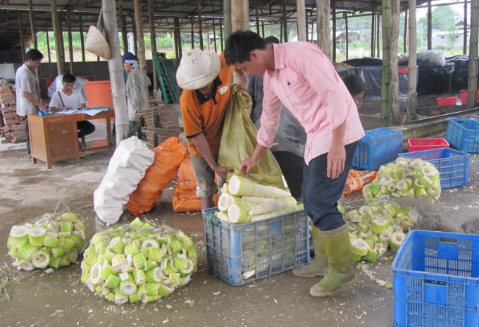 1712132h5-171213.jpg Một điểm thu mua măng tre Bát Độ.