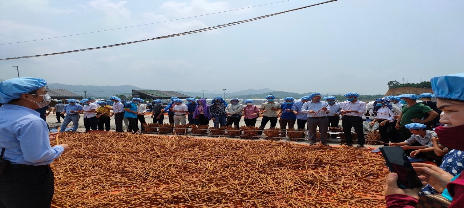 Tham quan khu sản xuất quế của Công ty TNHH Hương gia vị Sơn Hà tại huyện Văn Yên.