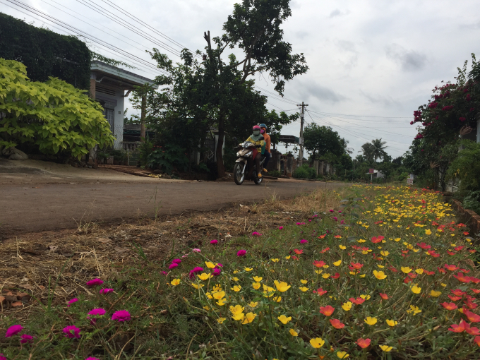 11371147img-3571-113711.jpg Một 'đoạn đường hoa' tại xã Quảng Tiến. Ảnh: Trung Dũng