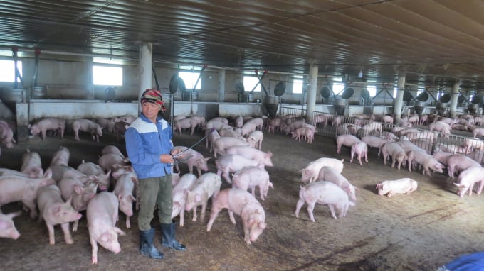 Theo học ngành điện nhưng Nguyễn Viết Hùng nhận thấy mình 'có duyên' nuôi heo. Ảnh: Mạnh Hoài Nam.