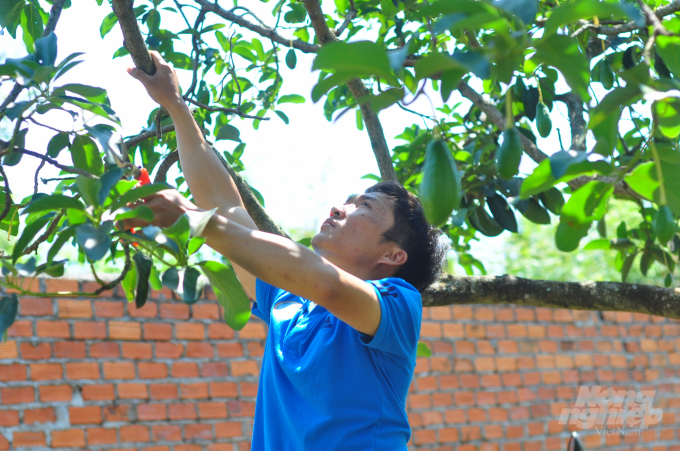 Để phát triển cây ăn quả bền vững tại tây Nguyên cần nhiều giải pháp khoa học đồng bộ. Ảnh: KS.