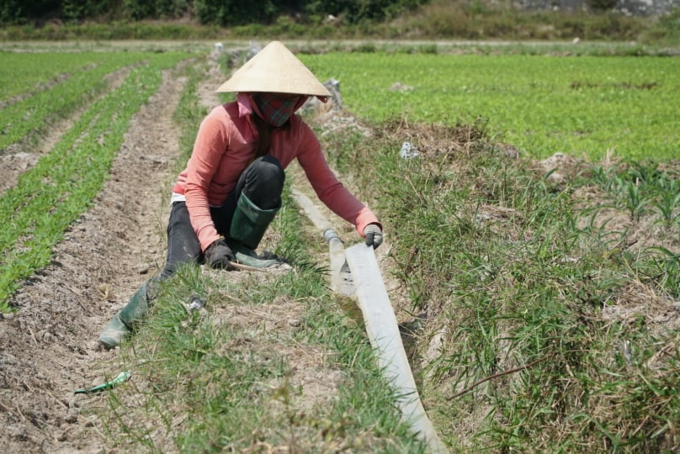 3-1600_20200521_362.jpg Người dân phải bắt đường ống để tưới cho hoa màu nhưng nguồn nước cũng không có. Ảnh: Lê Khánh